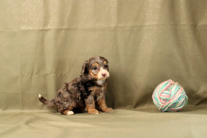 puppy, for, sale, Mini Bernedoodle F2, Matthew B. Stoltzfus, dog, breeder, Gap, PA, dog-breeder, puppy-for-sale, forsale, nearby, find, puppyfind, locator, puppylocator, aca
